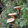 IMG_5492x_Hygrophoropsis aurantiaca